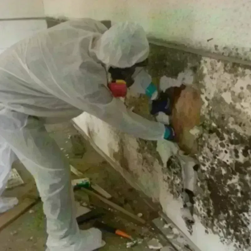 Mold Remediation and Removal in Anaheim, CA